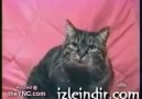 Bebek Taklidi Yapan Kedi =)))
