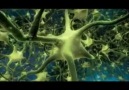 Beynimizde 120 trilyon elektrik bağlantısı var !