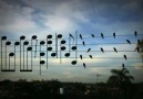 (...Birds On The Wires (Tellerin Üzerindeki Kuşlar)