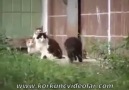 Bir Fare, Dört Kediye Nasıl Kafa Tutar   =)))