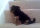 Biri bu merdivenden indirsin beni =) =)