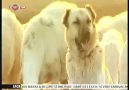 Bir sevdadır kangal !!!