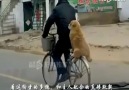 Bisikletli köpek