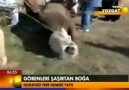 Boğa, kesileceği yere kendisi yattı başınıda kıbleye ç... [HQ]