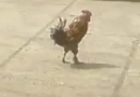 @ Bu Horoz Başka Horoz Yürür Takoz Takoz @