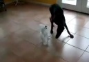 Bu Kuş Köpeği Döver xD:D