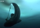 Buzul Denizinde Köpek Balığı Avlamak [HD]