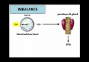 Calcium homeostasis [HQ]