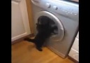 Çamaşır makinesini çevirdiğini sanan kedi