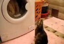 Çamaşır makinesini çözmeye çalışan kedi