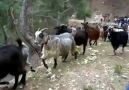 Çan Sesleriyle Keçiler..varmı başka yerde böyle bir﻿ melodi