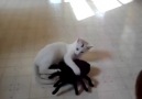 Cat Loves Toy Spider!!!__Kedinin Oyuncağı!!! [HQ]