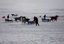 çıldır gölü üzerinde kızak yarışı