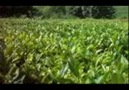 Cimilli İbo - Karadeniz Kızları