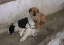 Cins Köpek isteyenlere sokak hayvanlarından bir mesaj