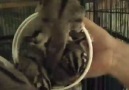 Cool Whip Sugar Gliders !_Nasıl Sığmışlar Oraya Yahu! [HQ]