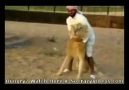 Crazy Arab Man Wrestling with Big Lion