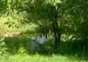 Къардэнгъущ1 Зырамыку