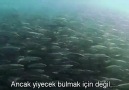 Doğanın Büyük Gösterisi/5.Bölüm/Büyük Ziyafet[2/5] [HQ]