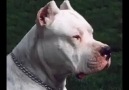 Dogo Argentino (Beyaz Ölüm Meleği)