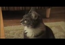 Dramatik Bakışlı Kedi :D