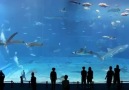 Dünyanın En Büyük Akvaryumu  World's Largest Aquarium