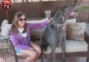 Dünyanın En Büyük Köpeği ! [HQ]