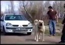 Dünyanın En Güçlü Köpeği - Sivas Kangalı!