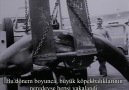 (๏̯͡๏ )Büyük Beyaz Köpekbalığı[1/3](๏̯͡๏ ) [HQ]