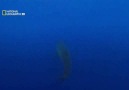 (๏̯͡๏ )Muhteşem Köpek Balığı[5/5](๏̯͡๏ ) [HD]