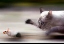 (๏̯͡๏ )O An (Timing)(๏̯͡๏ )