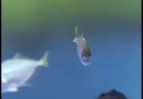 (๏̯͡๏ ) Sargassum Balığı (๏̯͡๏ )