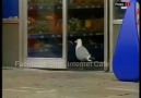 ─╬─► Sam the seagull stealing Do ritos ◄─╬─