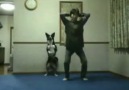 Egzersiz Yapan Köpek