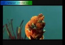 █İlginç Canlı Anglerfish/Fener Balığı█ [HQ]