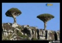 Ejder Kanı Ağacı (Dracaena Draco)