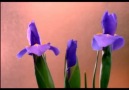 _____FLOWERS_____GÖRMELİSİNİZ! (:PeaceMaker:) [HQ]