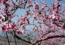 Flowers of Fujisan