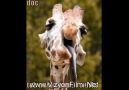 Funny Animals 3 - www.VizyonFilmi.Net [HD]