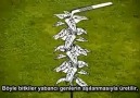 GDO