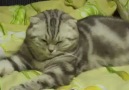 Gece Fare mi Kovaladın?__Tired Cat Passes Out!!! [HQ]