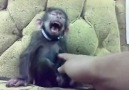 Gıdıklanan Maymun :)