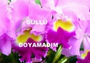 güllü ( doyamadım )