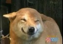 Gülümseyen Köpek :)