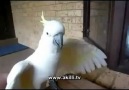 Havlayan Papağan