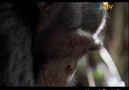 Hayat Belgeseli Bölüm 10: Şempanzeler [HQ]