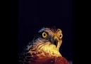 Haydeennnn Tulumeeeeeeeeee ..!! (: [HQ]
