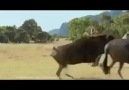 Hayvanlar Aleminde Pazar Günleri Nasıl Gecer :)