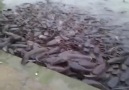 Hindistanda 100lerce yayın balığını ekmek ile besliyorlar :)