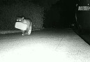 Hırsız Kedi, Geceyarısı Komşudan Eşyalarını Çalıyor. [HQ]